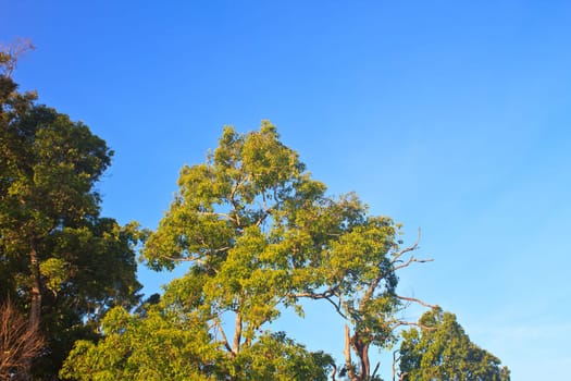 green forest and blue sky background