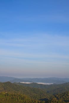 green forest and blue sky background