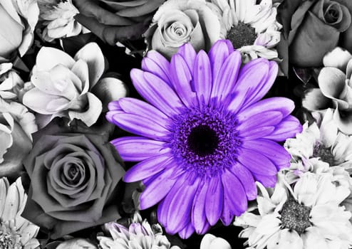 Pink Flowers