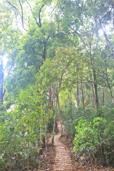 Stairway to jungle, in national park, Thailand