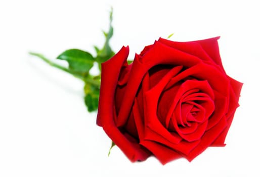 Rose Flower