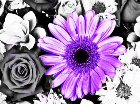 Pink Flowers