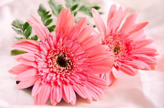 Pink Flowers