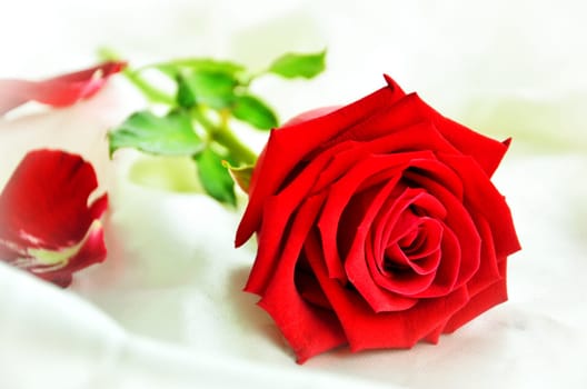 Rose Flower