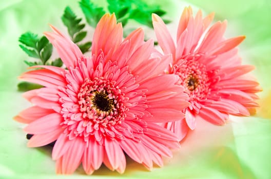 Pink Flowers