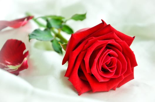 Rose Flower
