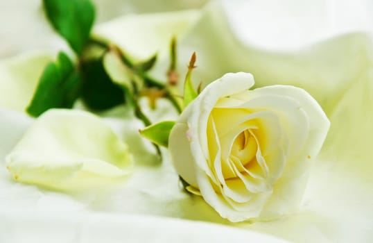 Rose Flower
