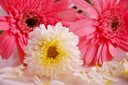 Pink Flowers