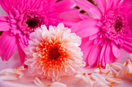 Pink Flowers