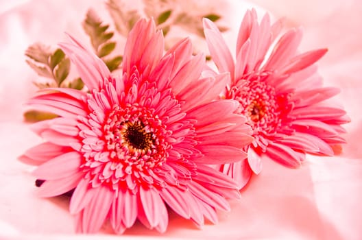 Pink Flowers