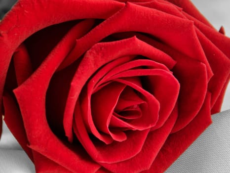 Rose Flower
