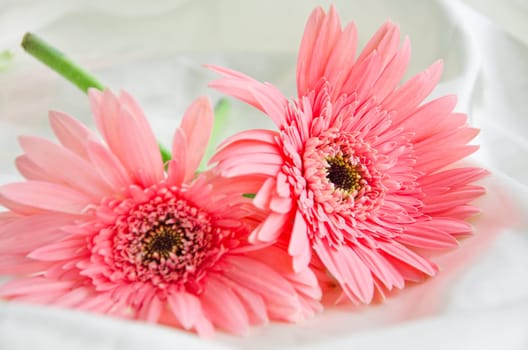 Pink Flowers