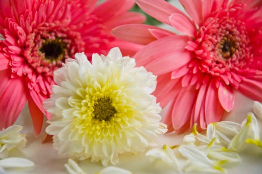 Pink Flowers