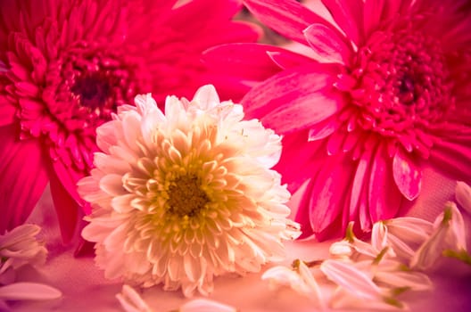 Pink Flowers