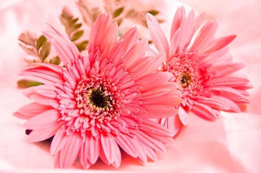 Pink Flowers