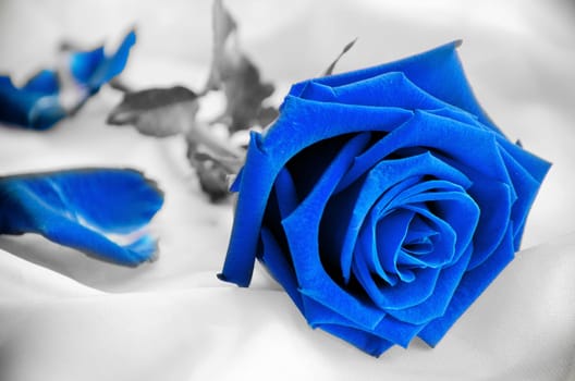 Rose Flower