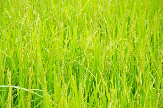 Rice field
