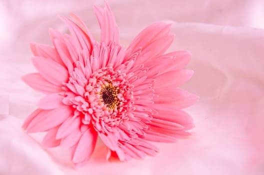 Pink Flowers