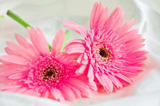 Pink Flowers