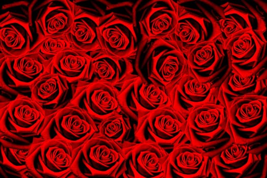 Natural red roses background