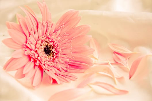Pink Flowers