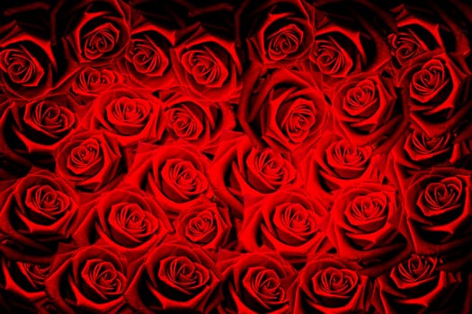 Natural red roses background