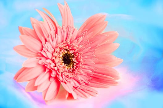 Pink Flowers