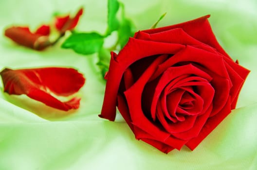 Rose Flower