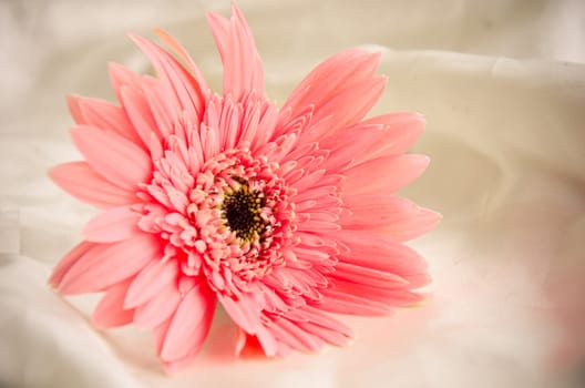 Pink Flowers