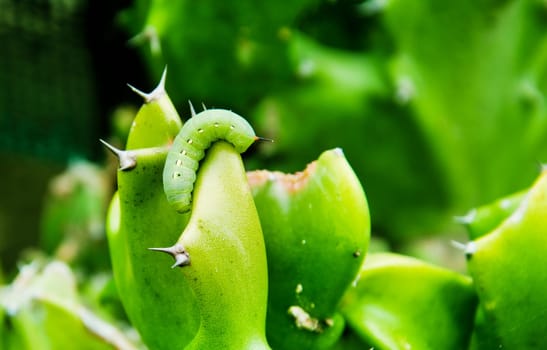 Caterpillar on Cactus