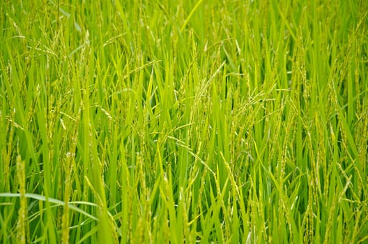Rice field