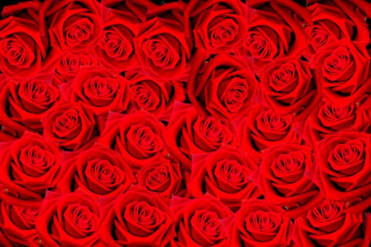 Natural red roses background