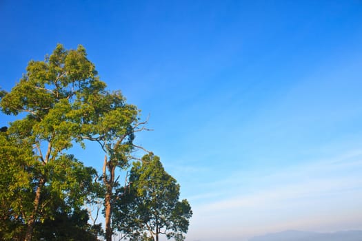 green forest and blue sky background