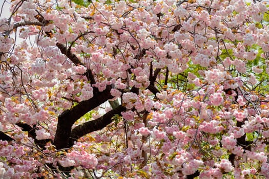 Beautiful sakura place for adv or others purpose use