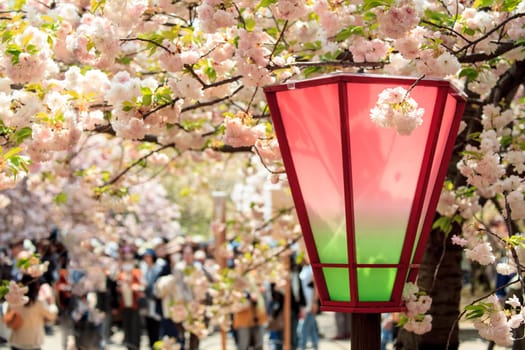 Beautiful sakura place for adv or others purpose use
