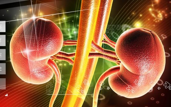 Digital illustration of kidney in colour background
