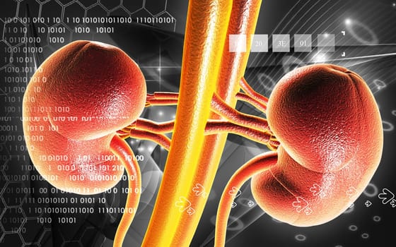 Digital illustration of kidney in colour background