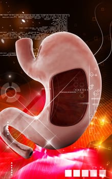 Digital illustration of stomach in colour background
