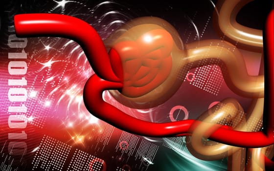 Digital illustration of nephron in colour background