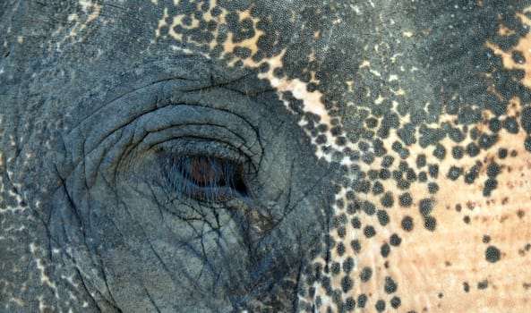 Elephant view