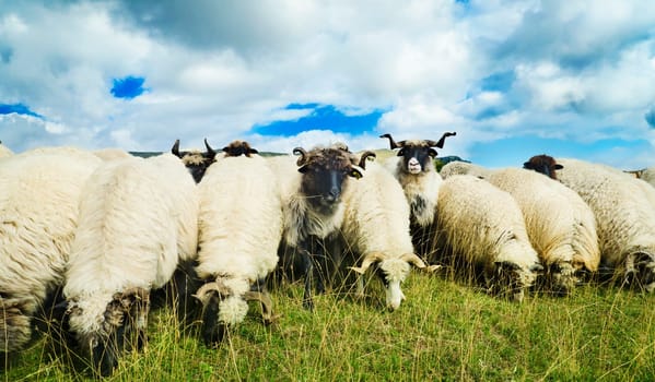 Herd of sheep on mountain meadow