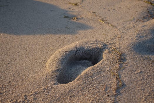 Human footprint in he sand on the beach on a sunny morning