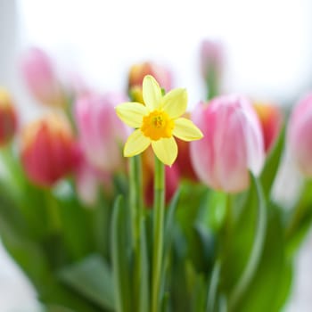 Blooming daffodil in front of colourful tulips,low depth