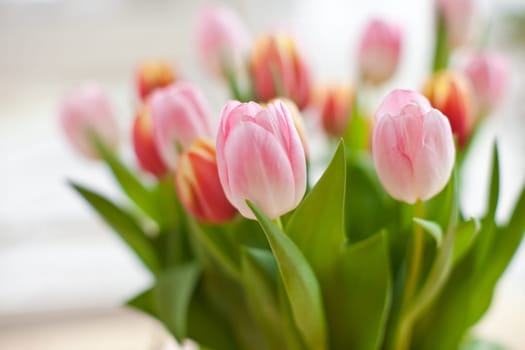 Fresh colorful tulips in vase,shallow depth