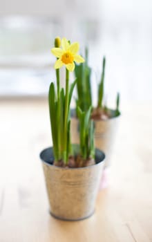 Flowering daffodil in tin pot,shallow depth
