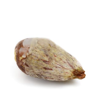 rambutan seed