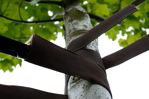 Fastening a newly planted tree with tree straps