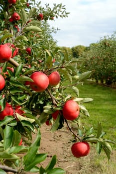 Ripe king apple