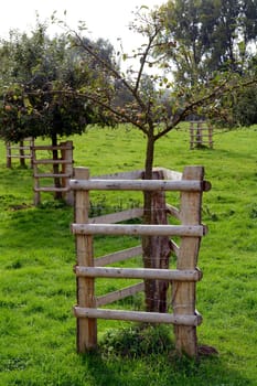Tree protection on an orchard