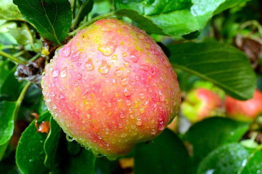 Apple ready for harvest
